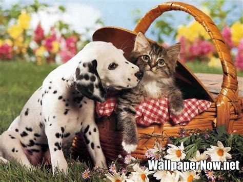 We did not find results for: Dog and cat wallpapers