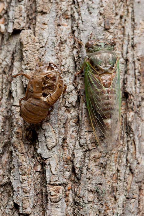 Cicadas are benign to humans under normal circumstances and do not bite or sting in a true sense cicadas have a long proboscis under their head which they insert into plant stems in order to feed on. The buzz about cicadas | Annandale Advocate