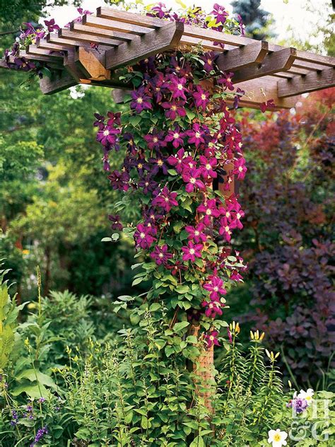14 Beautiful Perennial Vines That Will Take Your Garden To New Heights