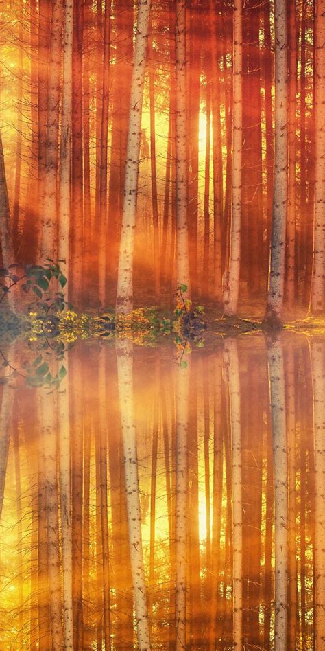 Sunlight Sunbeams Tree Autumn Lake Reflections 1080x2160