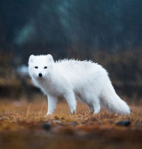 Beautiful Wildlife Arctic Fox Iceland By © Lizzy Gadd Albino