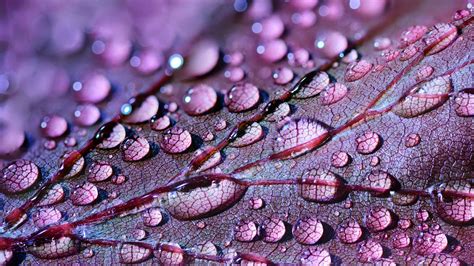 Water Drops Leaf Wallpapers Wallpaper Cave