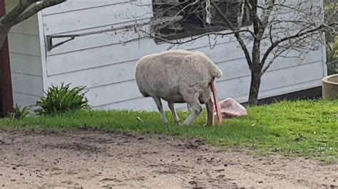 Lambing Ewe Sheep Giving Birth Youtube
