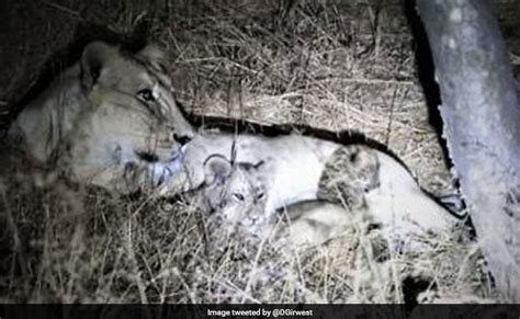 Gir Lioness Adopts Leopard Cub In Rare Phenomenon See Photos