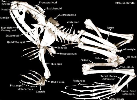 And radius is often located next to the thumb. Amphibian Skeleton: Femur, Patella, Tibia, Fibula, Tarsals ...