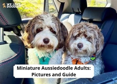 Miniature Aussiedoodle Adults Pictures And Guide 2024 We Love Doodles