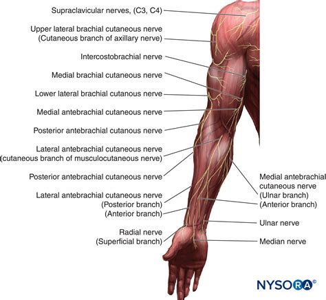 These three heads merge to insert on the. Cutaneous Blocks for the Upper Extremity - Landmarks and ...