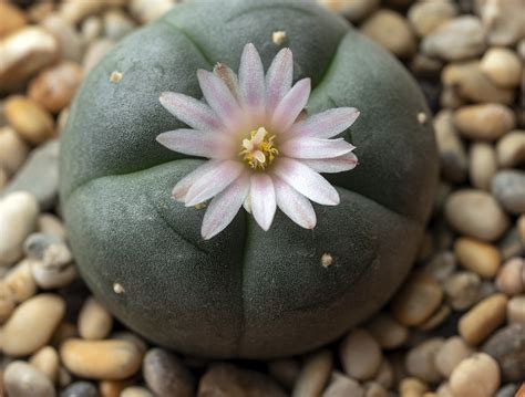 What Is Peyote Everything You Need To Know About Mescaline Cactus Psychedelic Spotlight