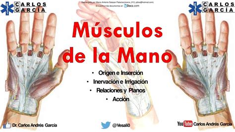 Músculos De La Mano Salud Apuntes De Medicina Udocz