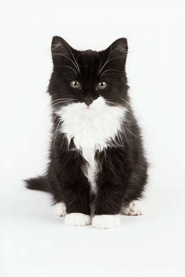 Black And White Kitten Photographic Print