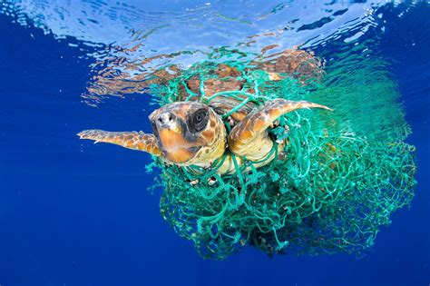 What is polluting the ocean? 10 Shocking Facts About Plastics in Our Oceans | Passport ...