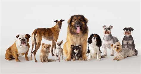 The 7 Dog Breed Groups Explained Purewow