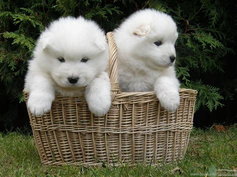 Samoyed Dog Dogs Canine Baby Puppy Wallpapers Desktop Background