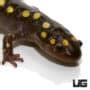 Spotted Salamander Ambystoma Maculatum For Sale Underground Reptiles