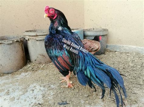 Menurut perkiraan, ada sekitar 24 miliar ayam di seluruh dunia. SEBELUM BELI / MEMELIHARA, INI 6 JENIS RAS AYAM ASEEL/ASIL ...