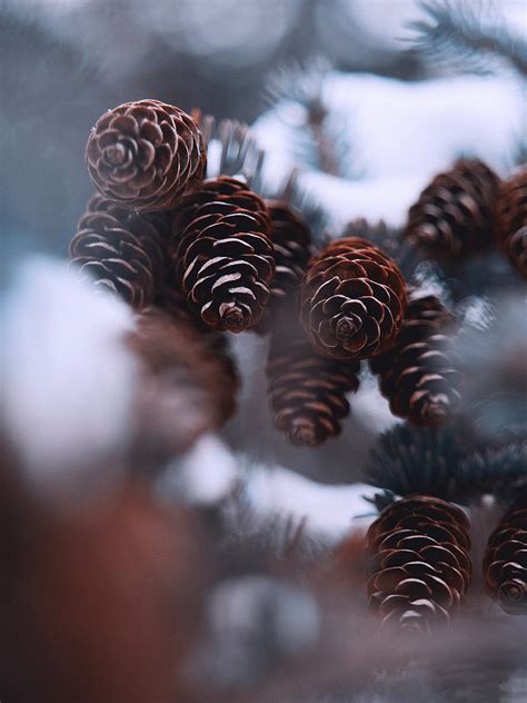 Cones Snow Spruce Winter Hd Phone Wallpaper Peakpx
