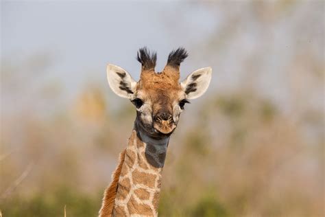 Baby Giraffes Inherit Their Spots From Mom