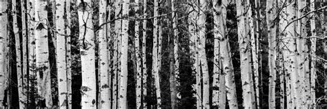 Birch Tree Forest Dave Therrien