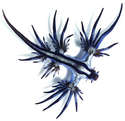 This Is The Blue Dragon Sea Slug Also Known As Glaucus Atlanticus