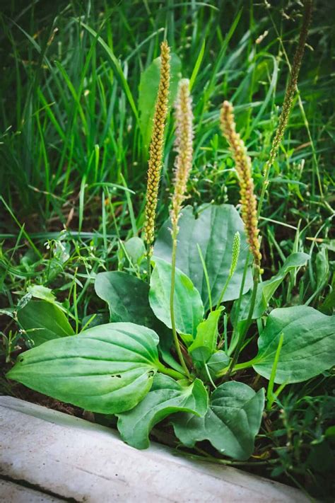 Foraging Plantain Identification And Uses