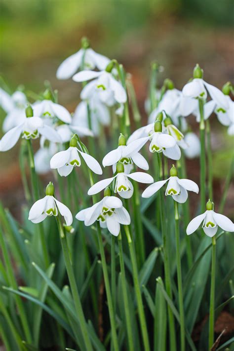 Snowdrops The Best Places To See Snowdrops In 2023 Gardens Illustrated