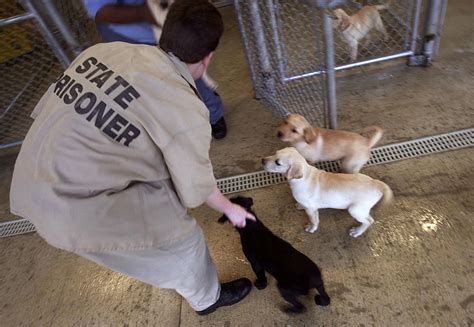 Prison Inmates To Train Stray Dogs