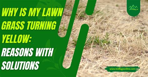 Why Is My Lawn Grass Turning Yellow 8 Reasons With Solutions