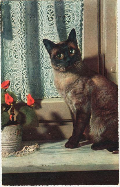 Old Timey Cats Siamese Cats Siamese Cats And Kittens