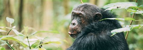 African Great Apes Chimpanzee And Gorilla Trekking Holidays Natural High