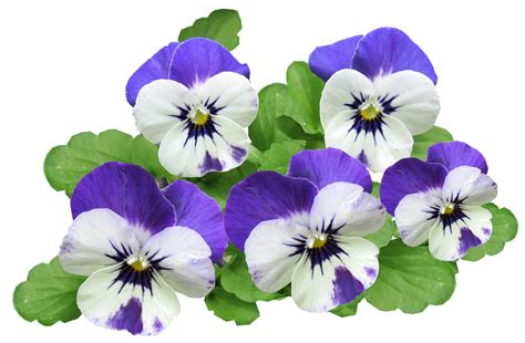 Pansy Flowers Summer Free Photo On Pixabay