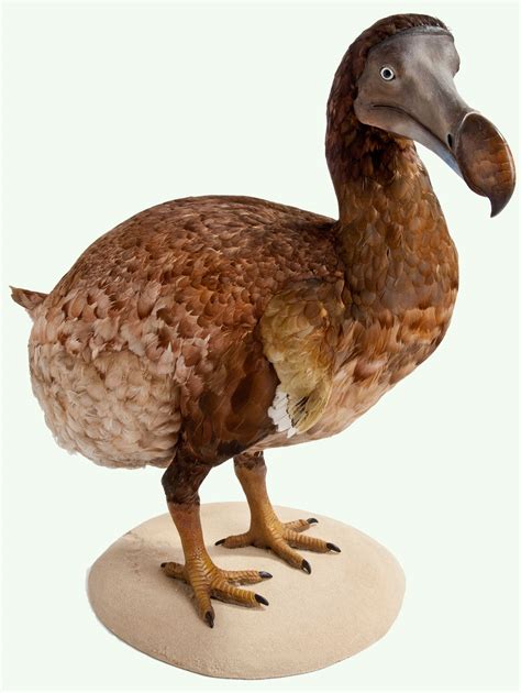 Natureplus Whats New At The Museum Tags Dodo