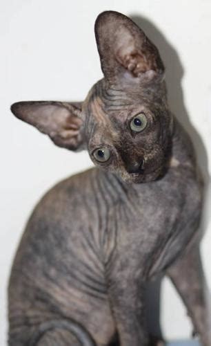New Years Sphynx Kitten Female Black Tortie For Sale In Three Hills