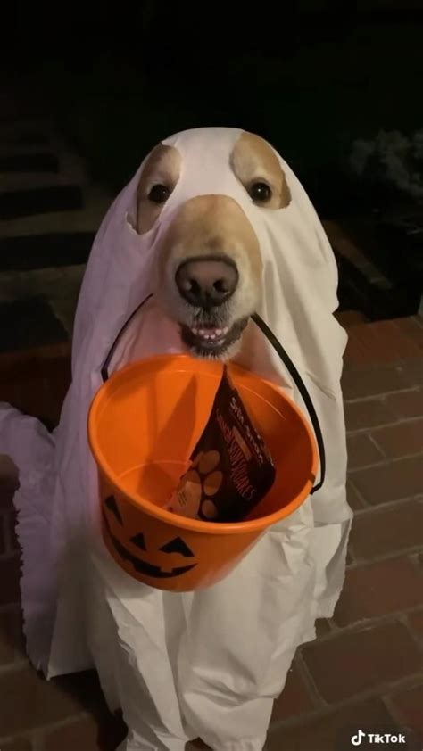 Happy Halloween‘👻 Video Dog Quotes Cute Funny Animals Funny Animals
