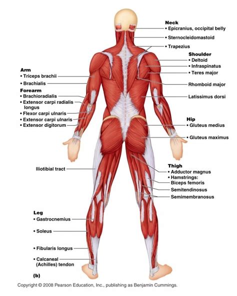 Anterior And Posterior Muscles Of The Body