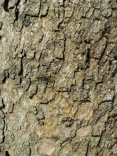 Old Tree Bark Texture Free Stock Photo Public Domain Pictures