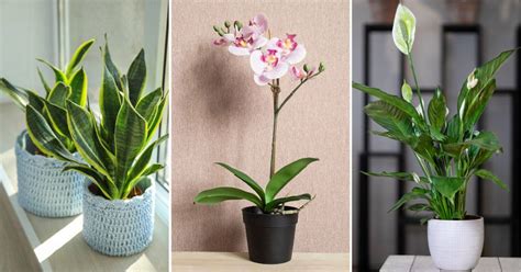 15 Plantas Que Atraen El Dinero Y La Buena Suerte