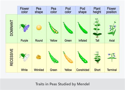 Seeds Color Genetic Trait Pea Plant Mendel Experiment