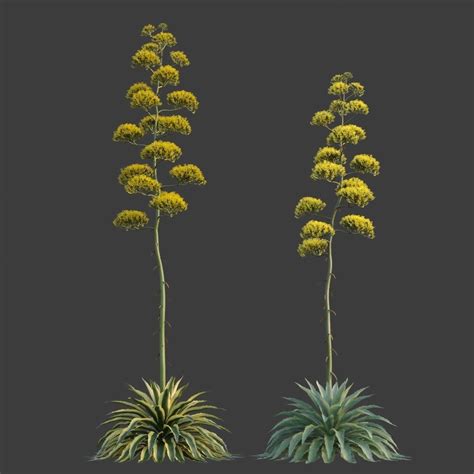 Xfrogplants Century Plant Agave Americana 3d Model Animated Cgtrader