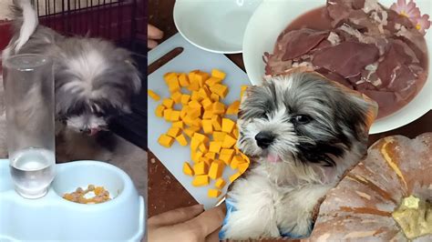 Healthy Homemade Dog Food Shih Tzu Nefie Ganda Philippines Youtube