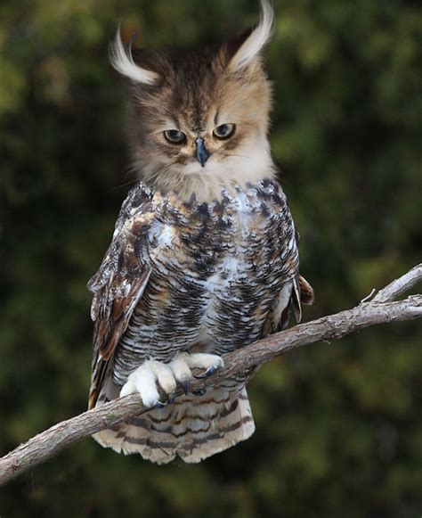 68 Unusual Cat And Bird Hybrids Bred In Photoshop Add Yours Bored Panda