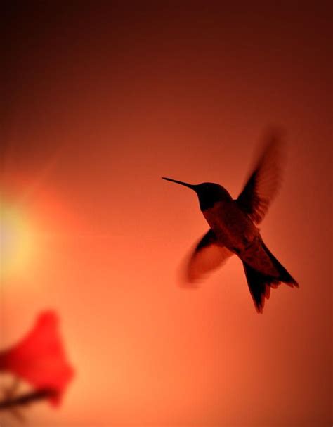 sunset hummingbird photograph by emily stauring sunset hummingbird fine art prints and posters