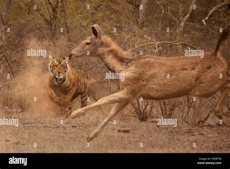 Royal Bengal Tiger Hunting Charging Sambar Deer Ranthambore National