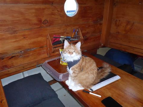 Skatty Boat Cat Below Deck On Table Adventure Cats
