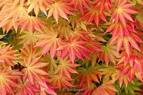 Acer Shirasawanum Autumn Moon Japanese Maples › Shirasawanum