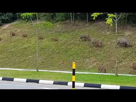 Given the recent sightings of wild boars in singapore, what should you do if you ever came face to face with one?ben lee, from. Family of wild boars taking a leisurely walk in Singapore ...
