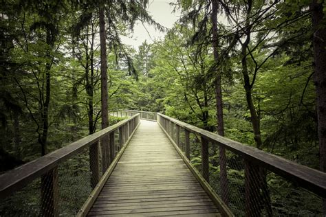Free Images Landscape Tree Nature Forest Path Pathway Outdoor