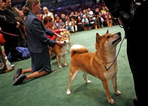 2008 Westminster Dog Show - CBS News