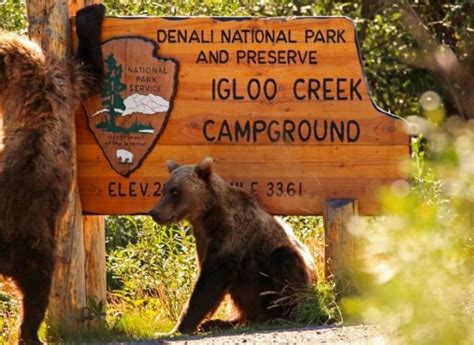 You have to take extra precautions if you are planning to go to a campsite where. How to Keep Bears Away from Campsite: Expert's Advice