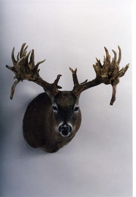 The Top 40 Typical And Nontypical Whitetails Of All Time Whitetail