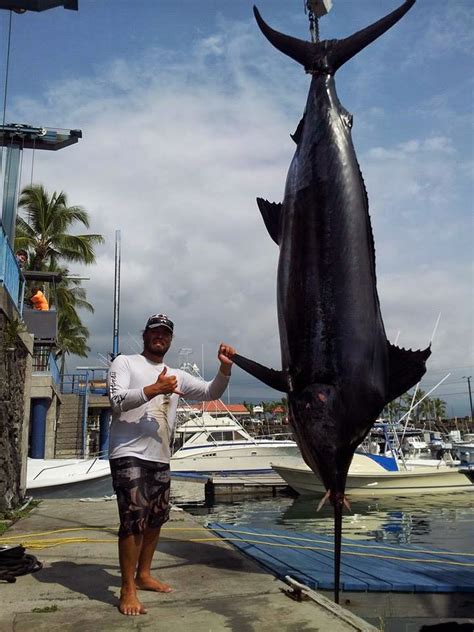 Mondo Pesca News Hawaii Catturato Gigantesco Marlin Blu Da 548 Kg